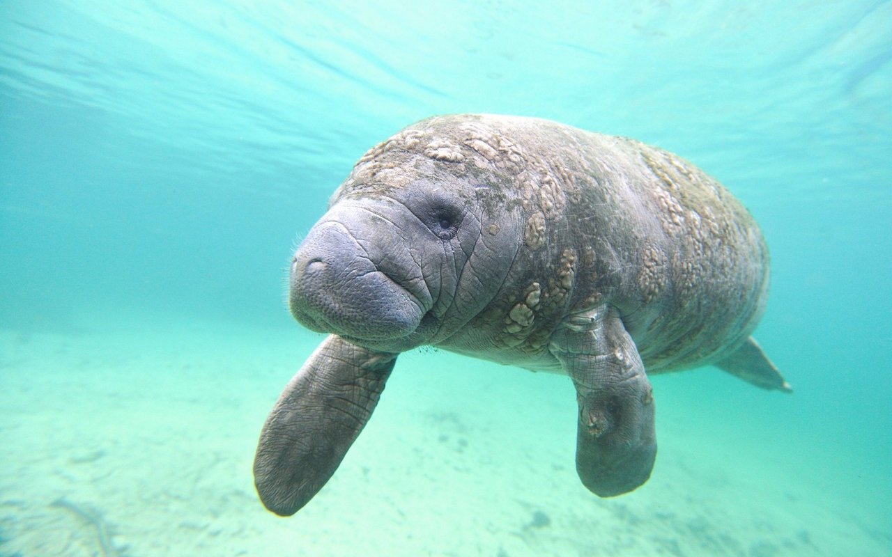 Tiere sind uns sehr ähnlich. So wie die Seekühe, die pupsen, sich aber im Gegensatz zu uns nicht dafür schämen. Im Podcast "Wie die Tiere" lernen wir, was Mensch und Tier gemeinsam haben. 