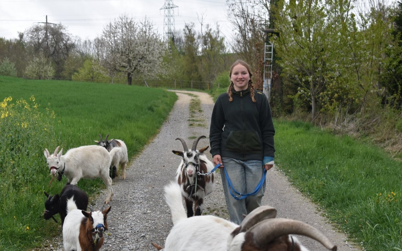 Muriel Ledermann und ihre Ziegenherde auf einem Spaziergang im April.