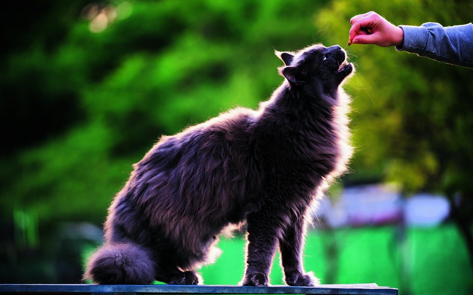 Niemals ohne Erlaubnis der Besitzer eine Katze füttern!