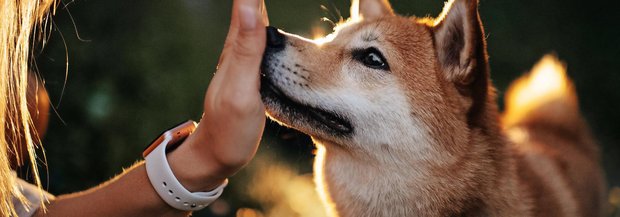 Hunde berührt Frau mit Nase an Hand