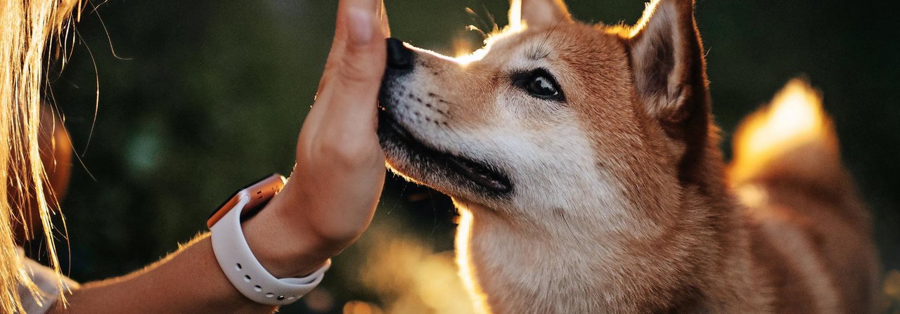 Beim sogenannten Handtouch stupst der Hund die Hand des Halters an.