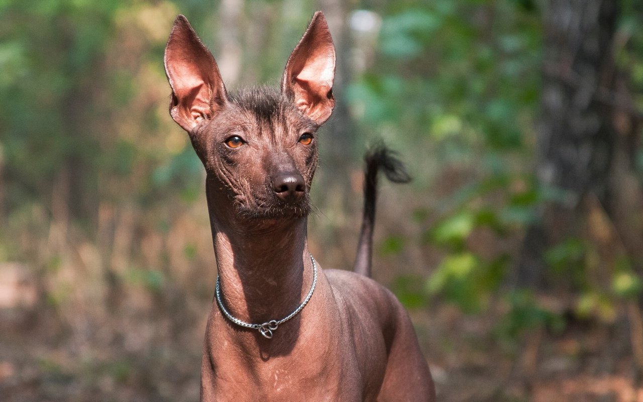 Nicht alle - aber viele - Xolos sind praktisch haarlos.