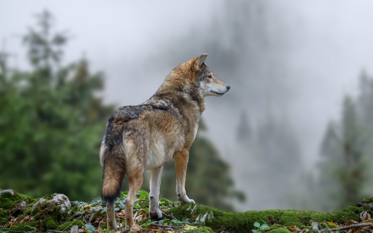 Der Nase eines Wolfes entgeht kaum etwas: Er wittert seine Beute über mehrere Kilometer Entfernung.