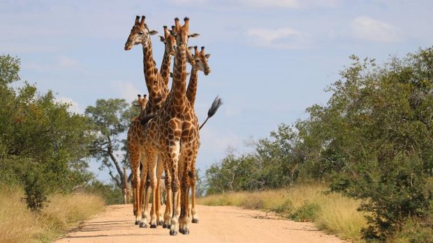 Giraffen auf Strasse im Krüger-Nationalpark