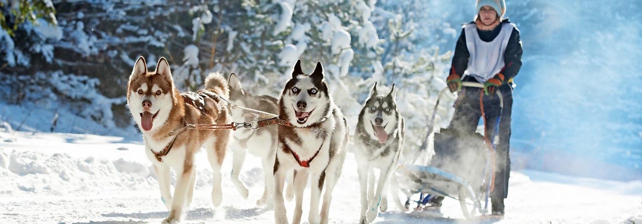 Schlittenhunde wie Huskys brauchen ihr Rudel, sie sollten besser nicht allein gehalten werden.