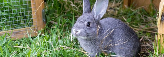 Kaninchen im Gras