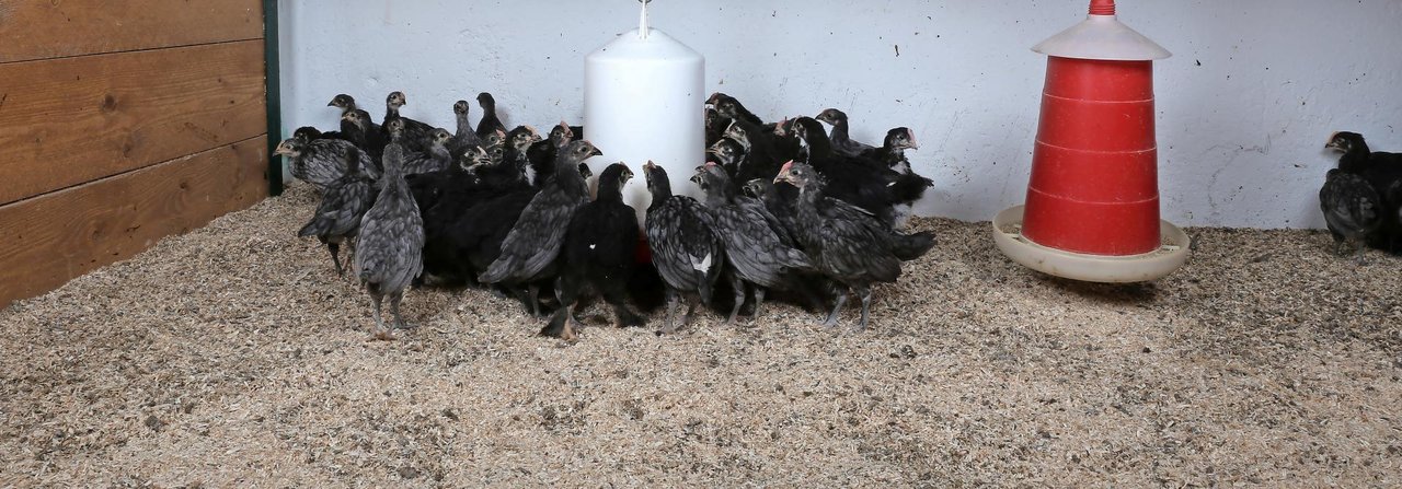 Solche Szenen sollten vermieden werden. Die jungen Hühner sollten stets ausreichend Futter und Wasser zur Ver­fügung haben.