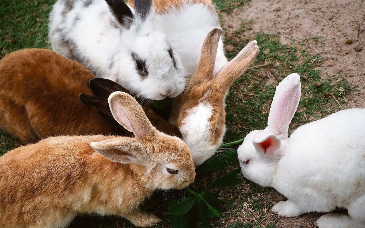 Kaninchen befriedigen ihren Drang zur Paarung auch schon mal mit einem Teddy, wenn kein Artgenosse in Reichweite ist.