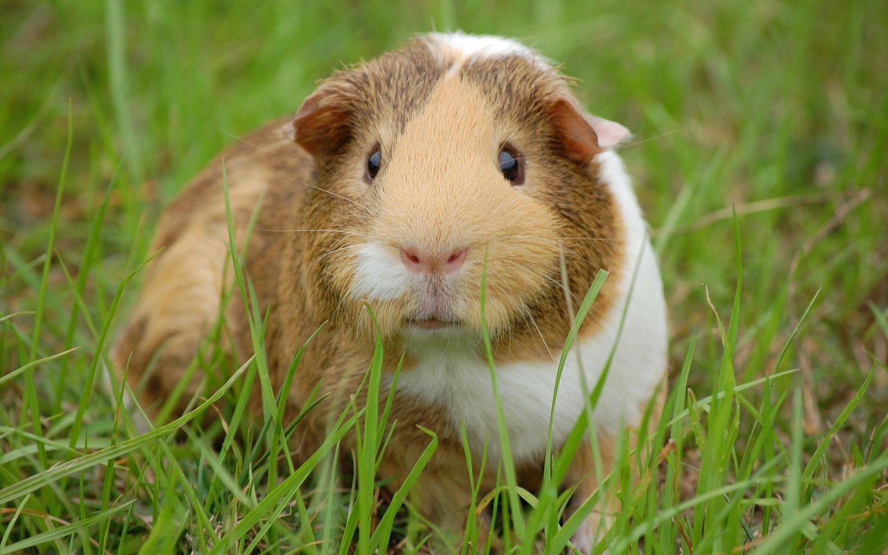 Meerschweinchen sind für ihre Sprünge bekannt, die Teil ihrer Kommunikation sind.