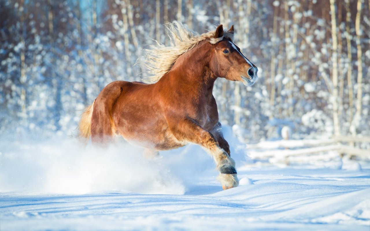 Viele Pferde sind im Winter spritzig unterwegs. Gerne wird dann ein Schneegalopp gemacht. 