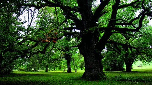 Der Eichenhain von Wildenstein, eine mittelalterliche Parklandschaft, die weiter gepflegt und sogar mit Jungeichen ergänzt wird.