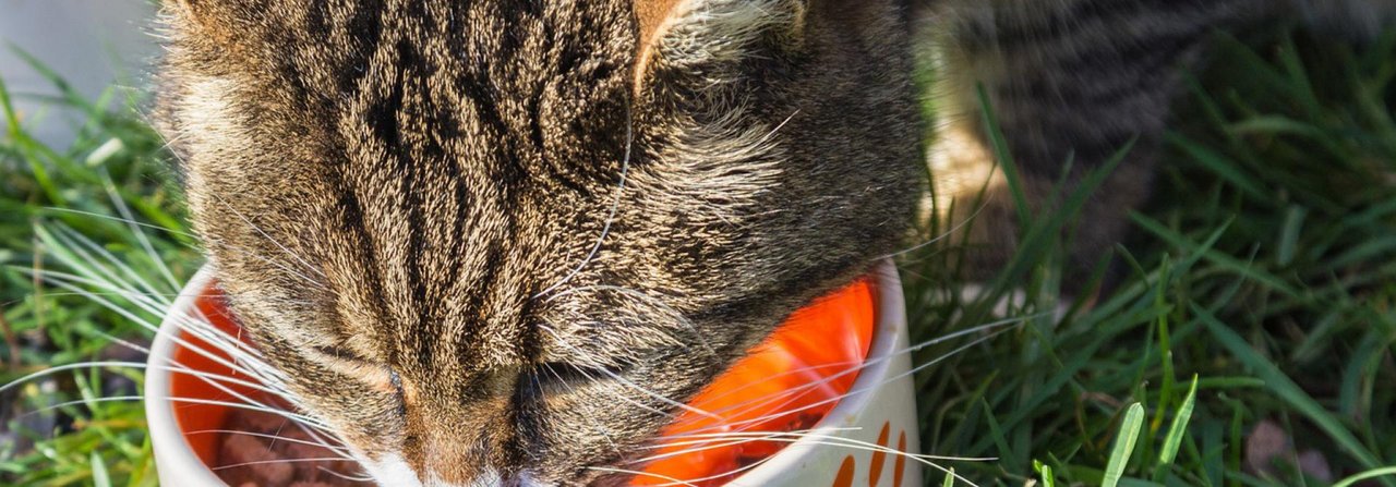 Die Katze frisst zufrieden – aber was ist da genau drin?