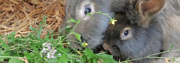 Kaninchen fressen Kräuter