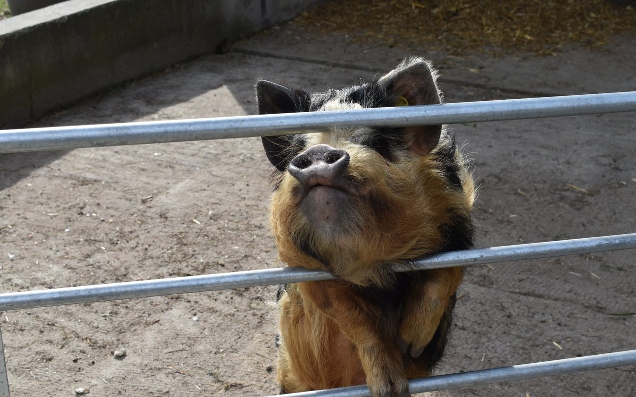 Die Kunekune-Schweine faszinieren viele B&B-Gäste.