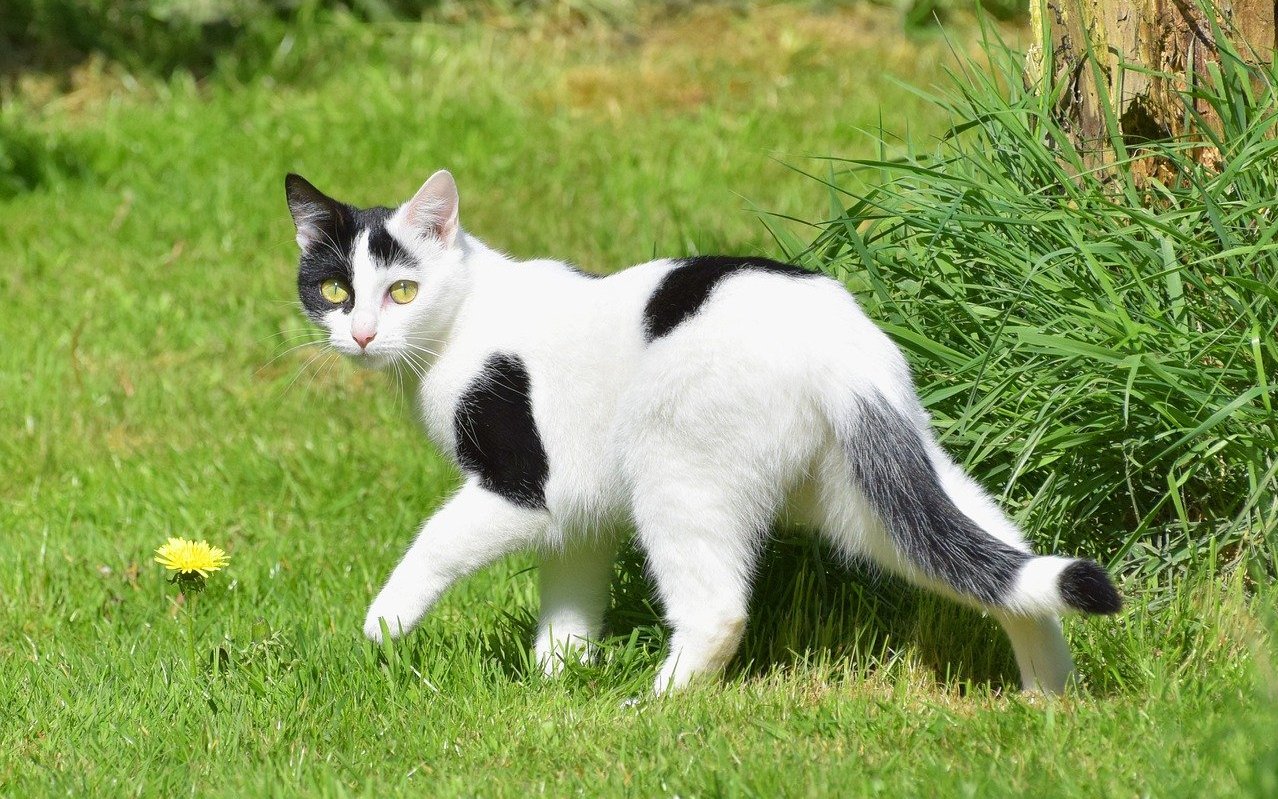 Akustische Signale schmerzen in den Katzenohren.