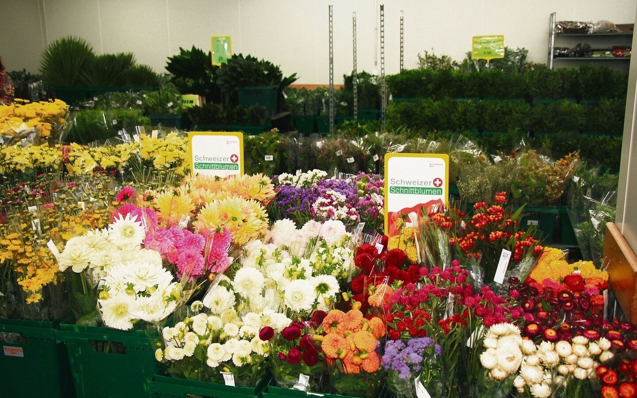 Ein Grossteil der in der Berner Blumenbörse gehandelten Blumen, wie diese Dahlien, wurden in der Schweiz gezogen. 