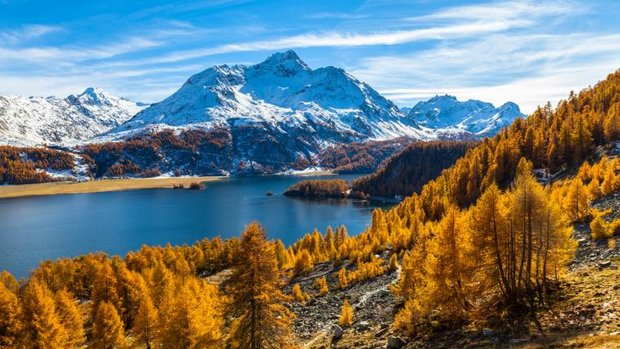 Lärchen im Herbst mit gelben Nadeln im Engadin