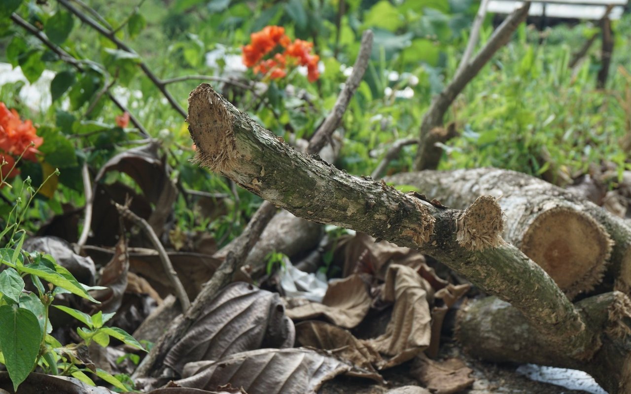 Totholzhaufen im Garten bieten Überwinterungsplätze für unzählige Kleinlebewesen.