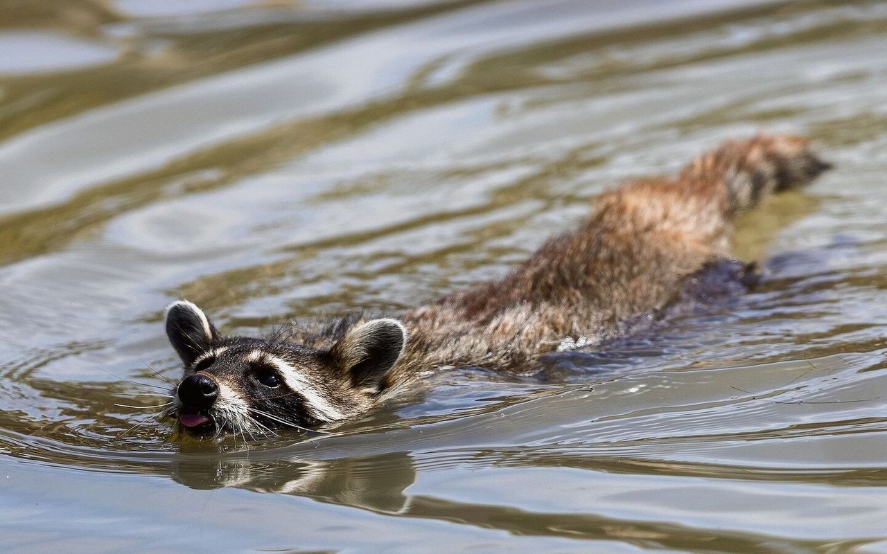 Waschbären sind exzellente Schwimmer.