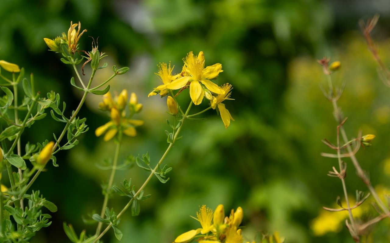 Auch traditionelle Heilpflanzen wie das Johanniskraut wächst im Kräutergarten.