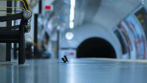 Mäuse in der Londoner U-Bahn
