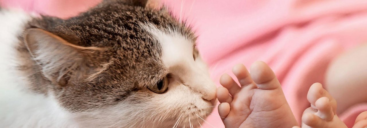 Katze und Baby sollten sich schrittweise einander annähern.