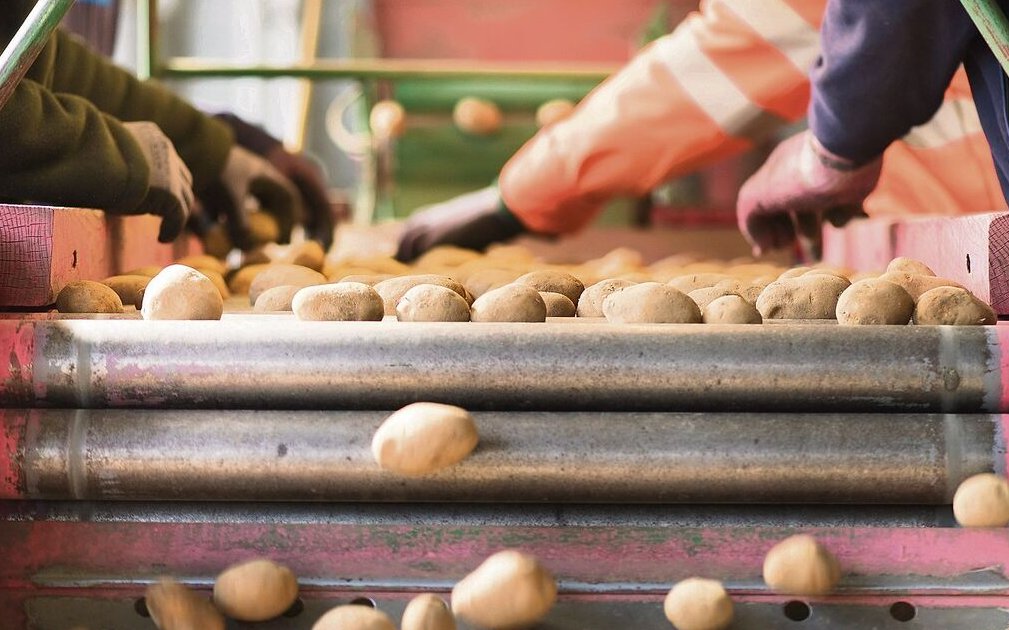 Kartoffeln vom Landwirtschaftsbetrieb in Witzwil.