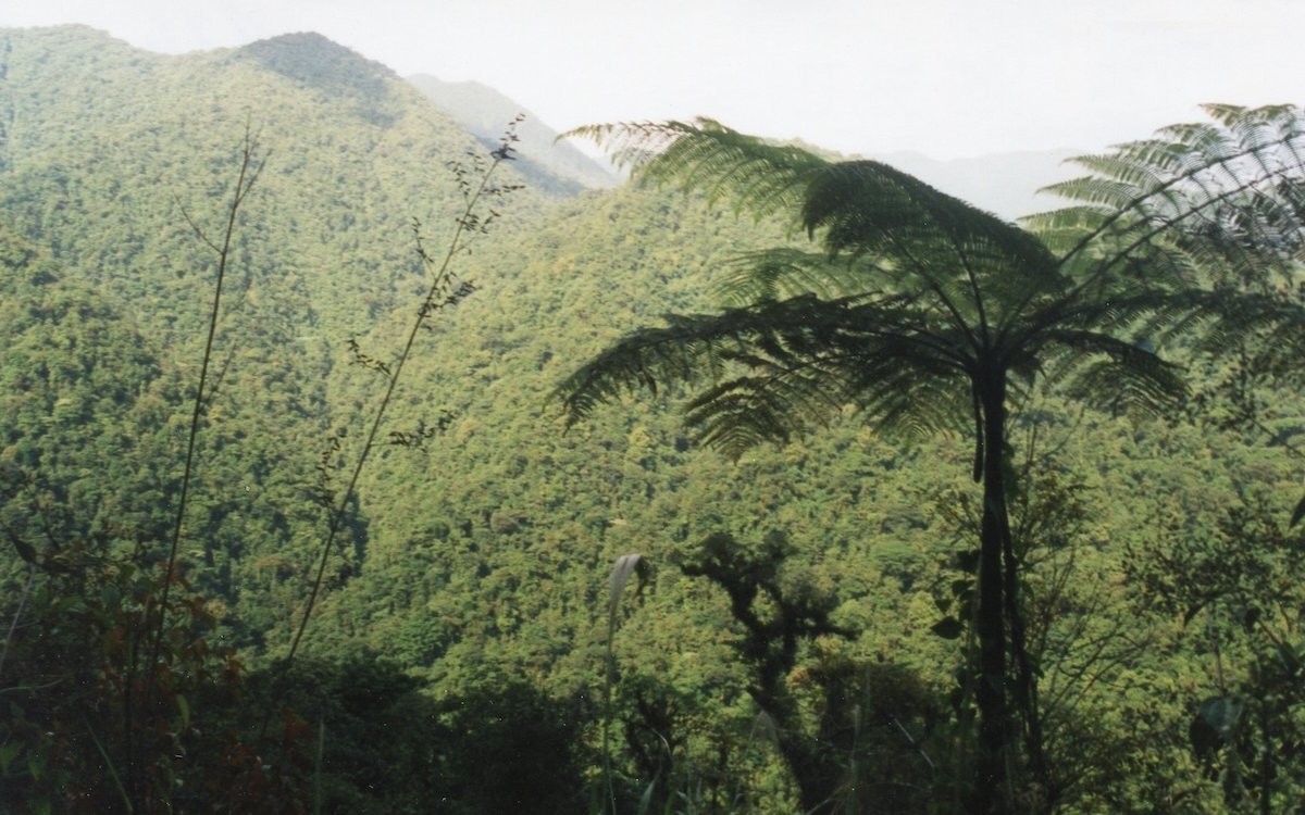 Im tropischen Regenwald sind Katharinasittiche fast nicht zu sehen. Sie leben beispielsweise auch im hügeligen Braulio Carillo Nationalpark in Costa Rica. 