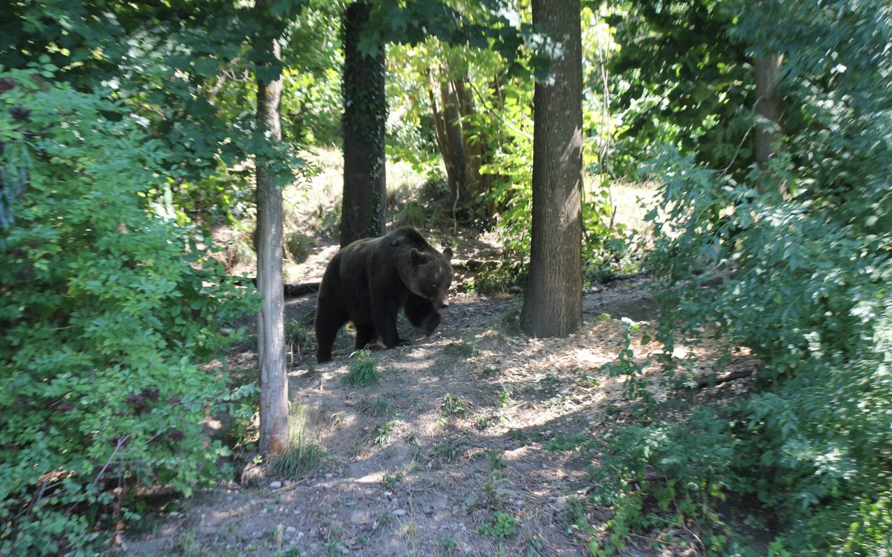 Ein Bär trottet im Berner Bärenpark am Aarehang durch den Wald. 