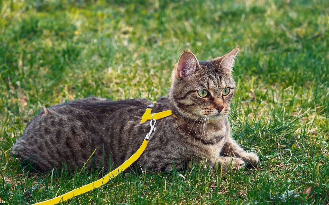 Ein Geschirr kann hilfreich sein, die Katze sollte aber Schritt für Schritt daran gewöhnt werden.