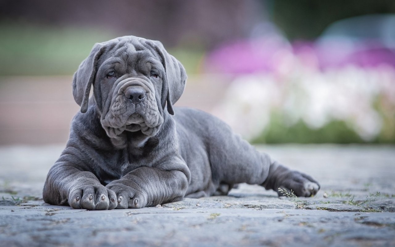 Zu viele Falten macht Hunde wie der Mastino Napolitano Ekzeme und Hautentzündungen.