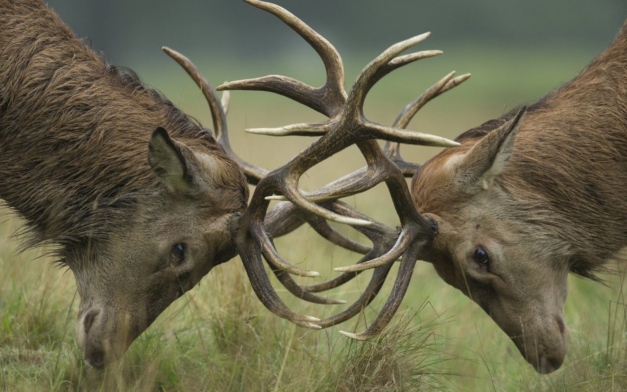 Zwei Männchen kämpfen um die Stelle als Platzhirsch. 