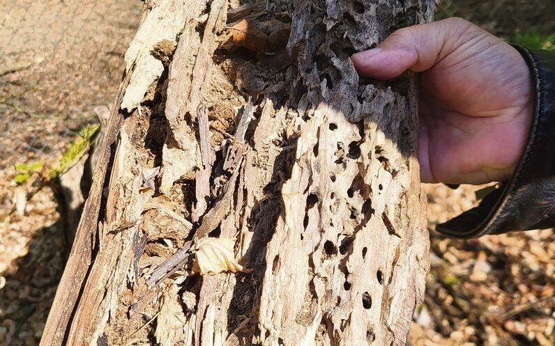 Jeder vierte Käfer in der Schweiz ist in seiner Lebensweise an Holz gebunden. Hier waren vermutlich andere Hirschkäferarten am Werk.