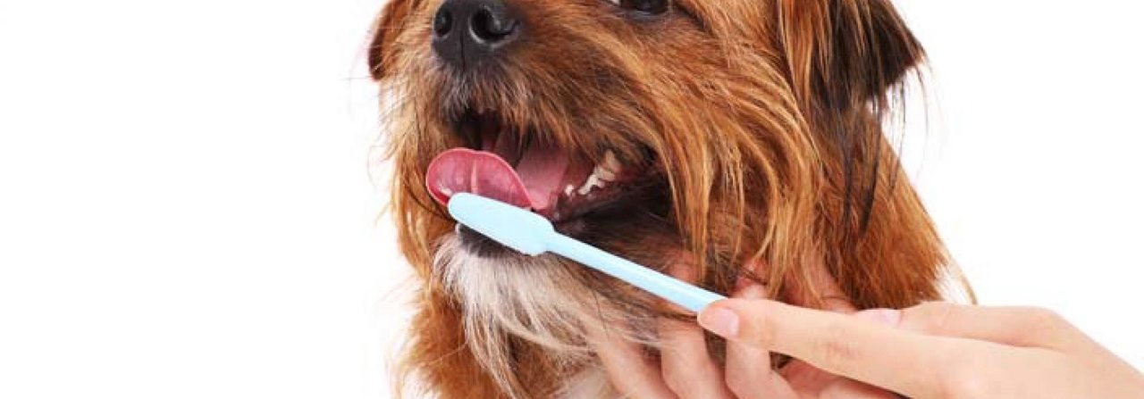 Hunde sollten möglichst früh ans Zähneputzen gewöhnt werden.