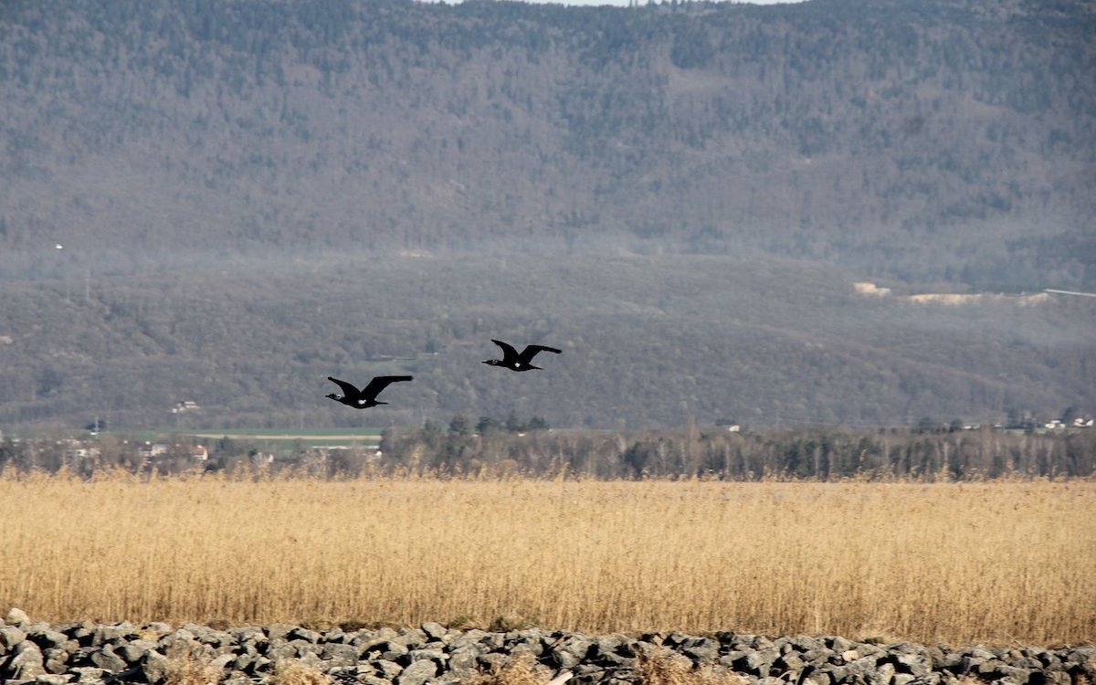 Kormorane fliegen im Fanel zu ihren Brutbäumen.