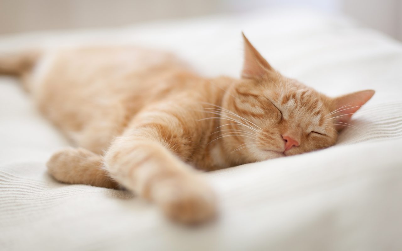 Schlafen die Katzen lang ausgestreckt und seitlich, sind sie entspannt.