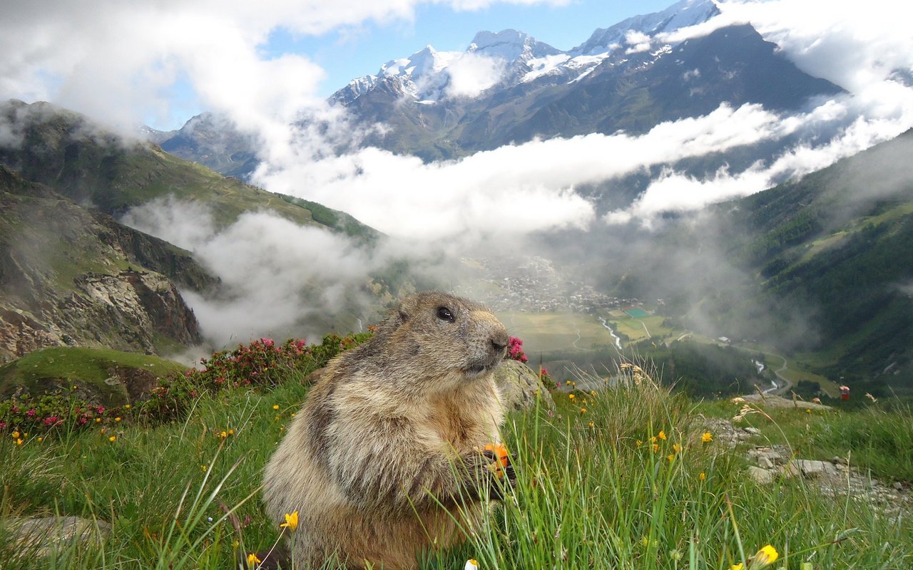 Solche Höhenlagen sind sich Murmeltiere schon eher gewohnt. 