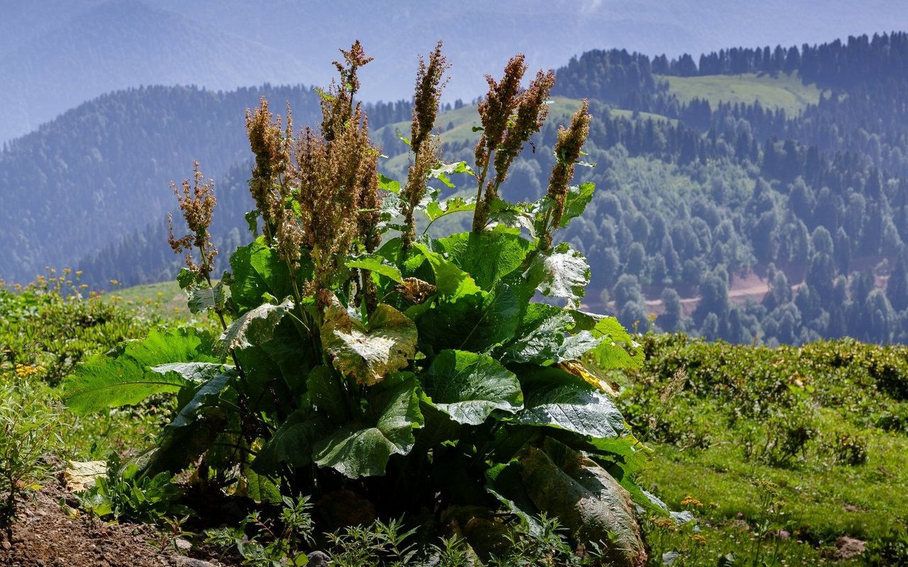 Die Alpen-Ampfer lässt sich vielfältig zubereiten.