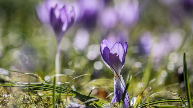 Krokus