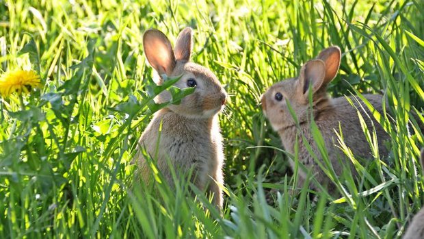 Kaninchen im Gras