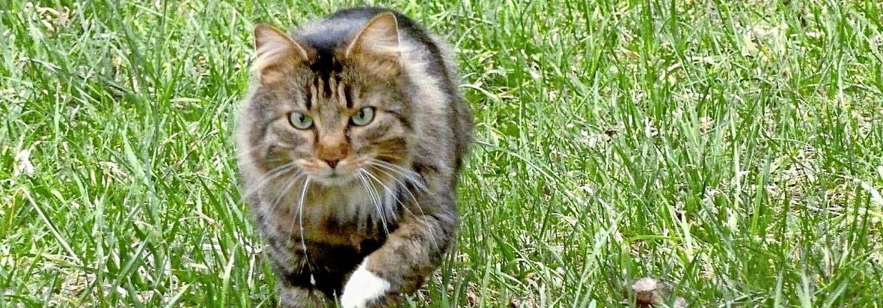 Kater Aramis nahm auf dem Weg in sein «altes» Zuhause 20 Kilometer unter die Pfoten.