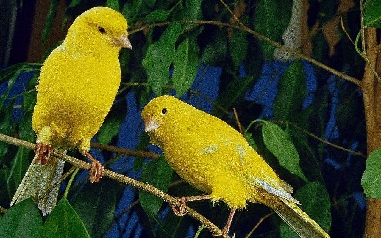 Kanarienvögel fühlen sich wohl zu zweit und halten sich gerne auf natürlichen Ästen auf. 