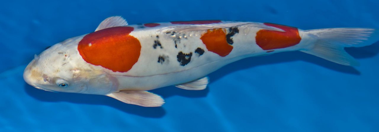 Es waren die Japaner, die Anfang des 19. Jahrhunderts damit anfingen, Koi-Karpfen zu züchten.
