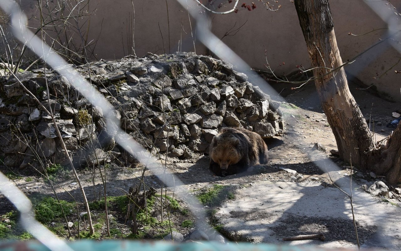 Die Haltungsbedingungen für die Bären im Zoo Skopje sind nicht optimal. 