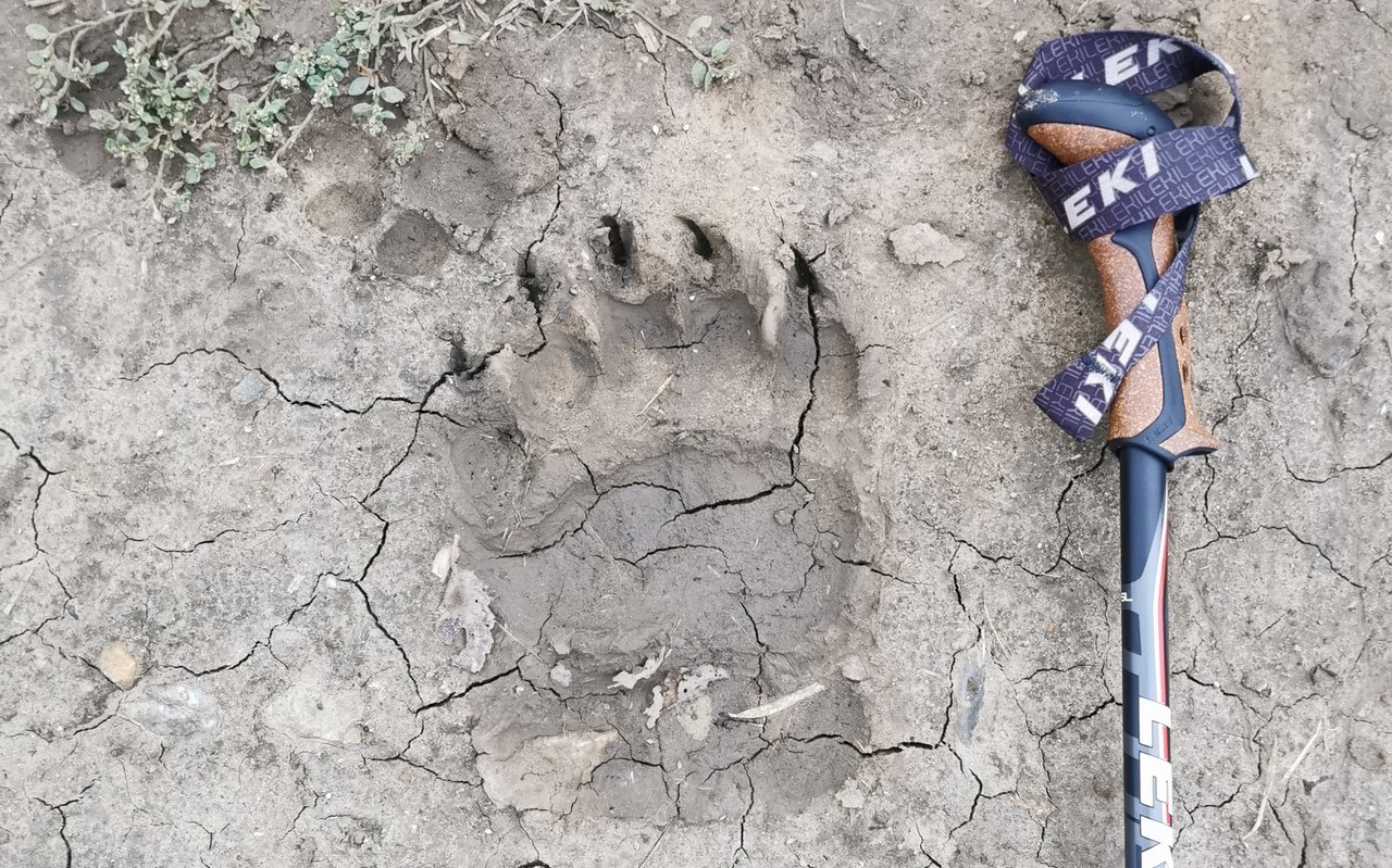 Ein Vergleich mit dem Wanderstock zeigt, wie gross der hier vorbeilaufende Bär war. 