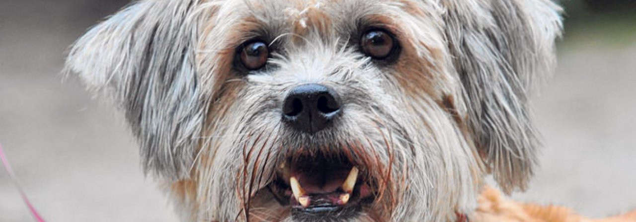 Die Zähne machen alten Hunden oft zu schaffen. Mit Zahnlücken kommen die meisten aber gut zurecht.