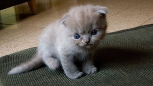 Scottish_Fold_Kitten-IrenaLevin-ccbysa_s.jpg