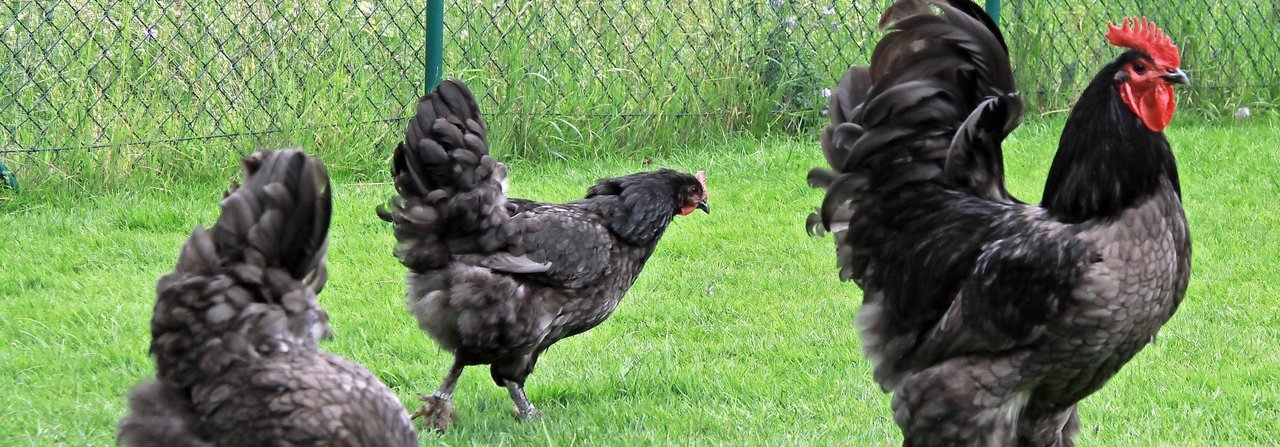 Diese blaugesäumten Croad-Langschan suchen sich ihre Kräuter im grünen Hof.