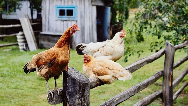 Erhöht angebrachte Sitzäste im Auslauf werden von den Hühnern gerne aufgesucht und bewirken meist, dass sie den Zaun kaum überfliegen. 