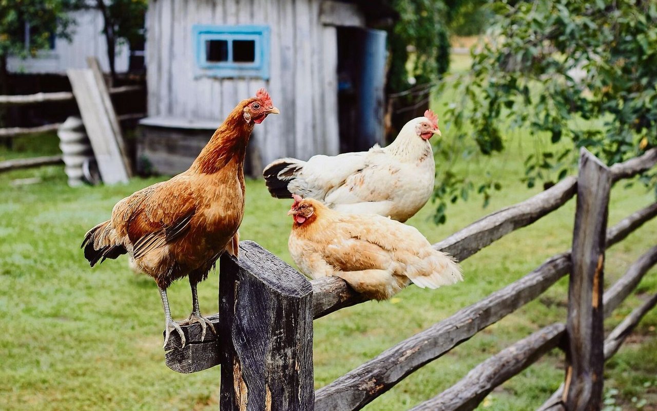 Erhöht angebrachte Sitzäste im Auslauf werden von den Hühnern gerne aufgesucht und bewirken meist, dass sie den Zaun kaum überfliegen. 